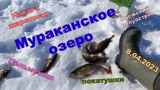 Murakan lake 8.04.2023. Perch. Dumplings. We fry saffron cod. The sun is burning us. Winter fishing.