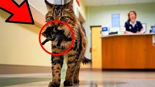 A cat brought a dying kitten to the vet. What happened to them next?