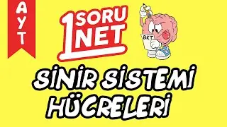 Sinir Sistemi Hücreleri/
