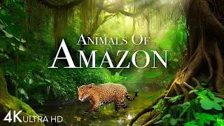 Animals of Amazon 4K - Wildlife in Amazon Jungle | Rainforest Sounds | Scenic Relaxation Film