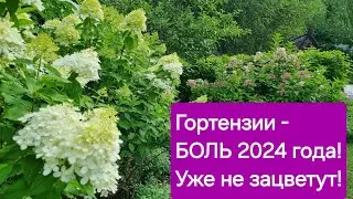 Гортензии - БОЛЬ 2024 года! УЖЕ НЕ ЗАЦВЕТУТ!