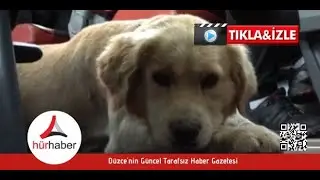 Otobüsteki inatçı köpek polisin uyarısıyla indi