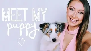 Meet My Puppy! ♡ Australian Shepherd ♡ Eggo The Aussie