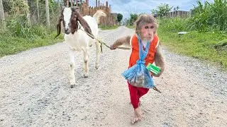 Cutis Smart Alone Takes Care Of Goat In Special Way Full Love!