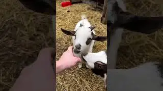 Baby goats are the sweetest things EVER ✨💥🙂🐐  