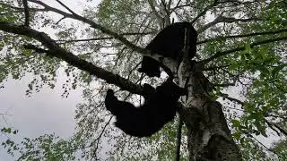 Несчастный случай с медвежонком.