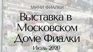 Выставка в Доме Фиалки Июль 2020 Минифиалки