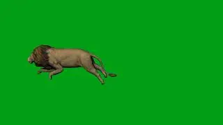 Lion running green screen video | Copyright Free