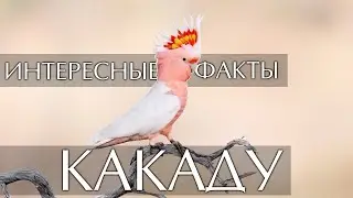 Какаду - интересные факты