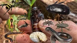 hunting in the habitat of madagascar cockroaches|millipedes#centipedes