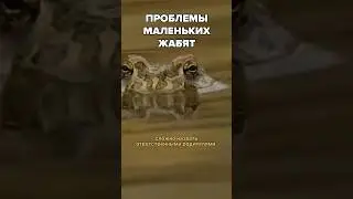 Жабы — ужасные родители!