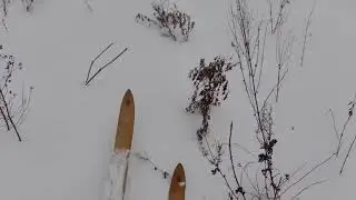 Прогулка в лес за ЧАГОЙ.