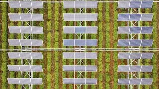 What is agrivoltaics? | Science News