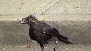 Sick Crow with Crow Pox.