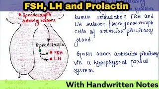 Follicle Stimulating Hormone (FSH) | Luteinizing Hormone (LH) | Prolactin | Readymade notes for exam