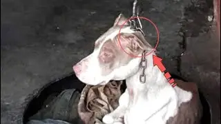 It is impossible to look at! The owners hung the dog on a chain ..