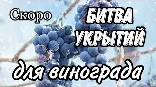 Анонс. Битва укрытий для винограда. Выбираем лучшее.