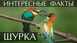 Щурка (Пчелоед) - интересные факты