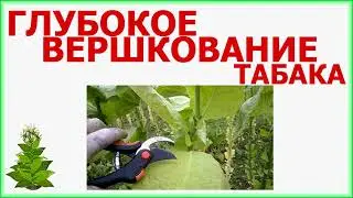 Глубокое вершкование табака Берли Голд. Все просто!