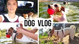 DOG VLOG | Поехали с собаками 🐶🐶 на речку | Ника плавает! |  Реакция на уток