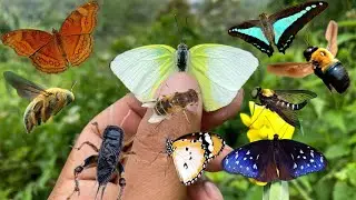 hunt various types of butterflies and beautiful insects
