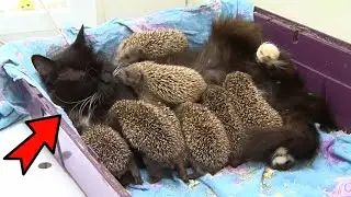 A conventional cat had very strange kittens. The veterinarian turned pale when he saw them!