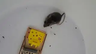 Little Mouse In My House 10 16 19