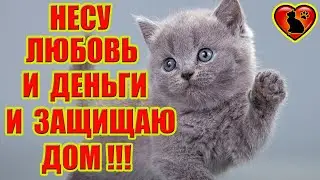 Серый Кот Приносит Любовь, Деньги и Защищает Дом от Негатива!