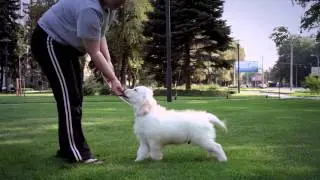 GOLDEN RETRIEVER PUPPY Navilis Bobbish Fluffy Tail.