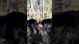 Медведи взбодрились. #russianbear