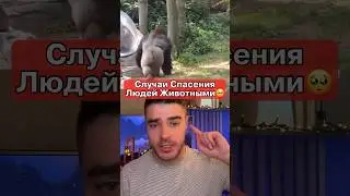 Горилла Спасла Ребенка От Хишников🥺