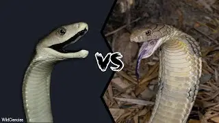 BLACK MAMBA VS KING COBRA - Who Will Win?