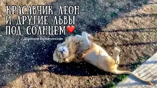 Тайган❤️Белые львы - красавчик Леон и брутальный Чип...❤️2020 Safari park Taigan Crimea Russia
