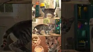 MIGHTY CAT 😸 STRIPY CAT  LITTLE KITTEN ADVENTUR 😸 THREE LITTLE CATS