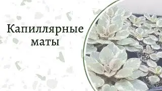 Капиллярные маты для фиалок ч2