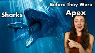 Evolution of Sharks Over 450 million years! GEO GIRL