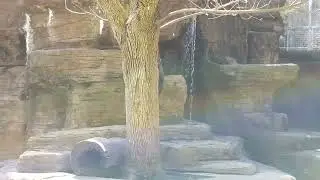 Otter at John Ball Park Zoo