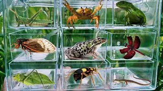 This insect explodes when touched...!!! bombardier beetles, frogs, katydids, dragonflies,lizard