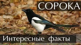 Сорока - интересные факты