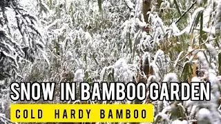 Cold Hardy Bamboo Plants Covered in Snow