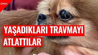 Sahipleri tarafından şiddete uğrayan 4 köpek yediemine teslim edildi