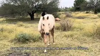 RANCHOLAROSA. BENEFICIOS DE CRIAR POTRILLOS LIBRES