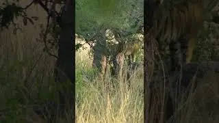 Spotted Tiger in Ranthambore  A Peek Behind the Trees #animals #safarilife #tiger