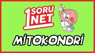 Mitokondri - Kloroplast /59/15 / TYT Biyoloji