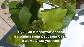 Как быстро и легко вырастить рассаду батата в домашних условиях. Какой способ лучше.