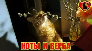 Коты и верба