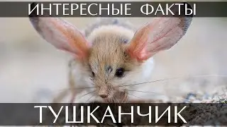 Тушканчик - интересные факты