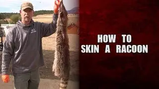 How to skin a racoon