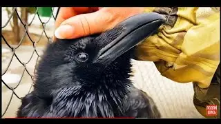 Ворон ВАСЯ РАЗГОВАРИВАЕТ и получает блин !