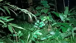 cari setan kredit yg di film dono